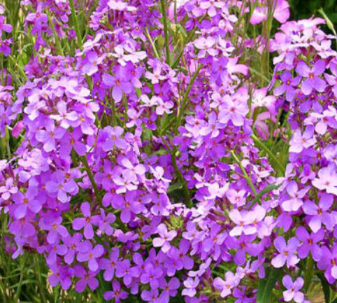 สวีท ร็อคเก็ท (Sweet Rocket - Crown Mix) คละ / 80 เม็ด (UK)