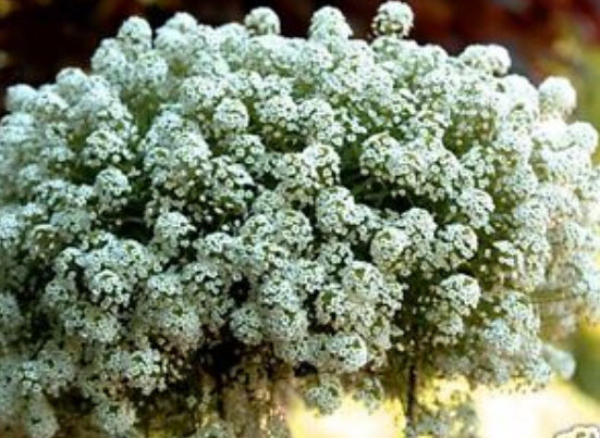 อลิสซั่ม (Alyssum / Carpet of Snow) สีขาว / 400 เม็ด (Australia)*