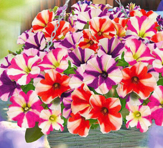 พิทูเนีย (Petunia Compacta Star) คละ / 1,000 เม็ด (UK)