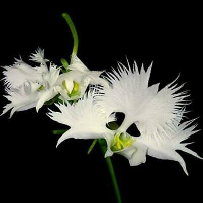 กล้วยไม้ นกกระยางขาว (White Egret Orchid) / 50 เม็ด