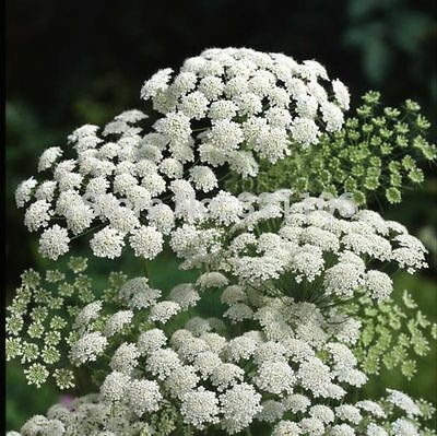 ควีน แอนส์ เลซ (Queen Anne's Lace) สีขาว / 25 เม็ด (Australia)
