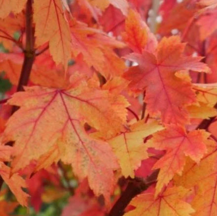เมเปิ้ลอเมริกัน ออทั่ม เบลซ (Autumn Blaze) / 20 เม็ด