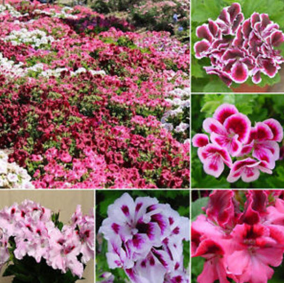 เจอราเนียม (Geranium) คละ 7 สี / 35 เม็ด