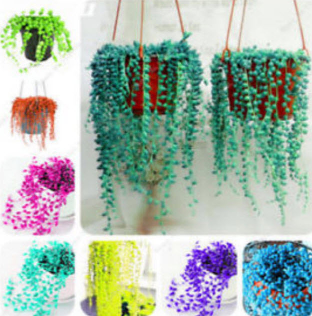 เพิร์ล คลอโรฟีทัม (Pearl Chlororphytum) คละสี / 200 เม็ด