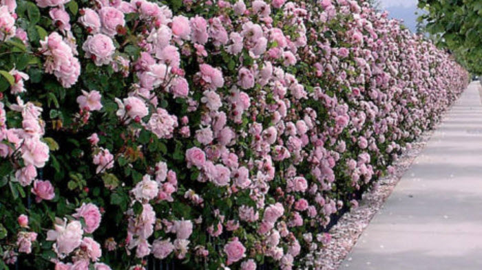 กุหลาบเลื้อย (Climbing Rose) สีชมพู / 100 เม็ด