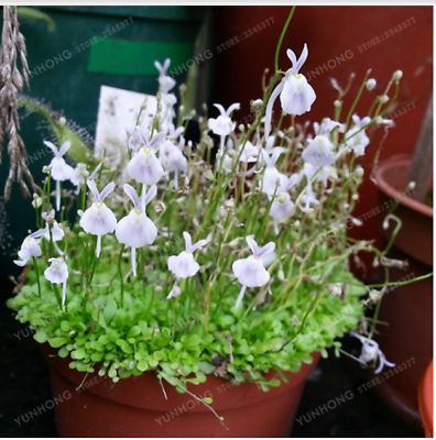พืชกินสัตว์ White Rabbit Bladderwort / 100 เม็ด (นอก)