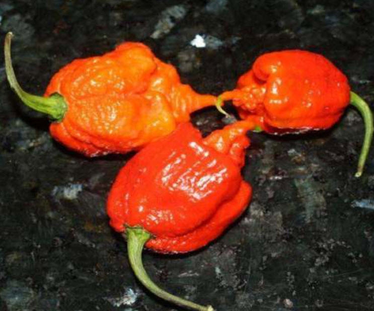 พริก 7 Pot Primo แดง / 15 เม็ด (USA)