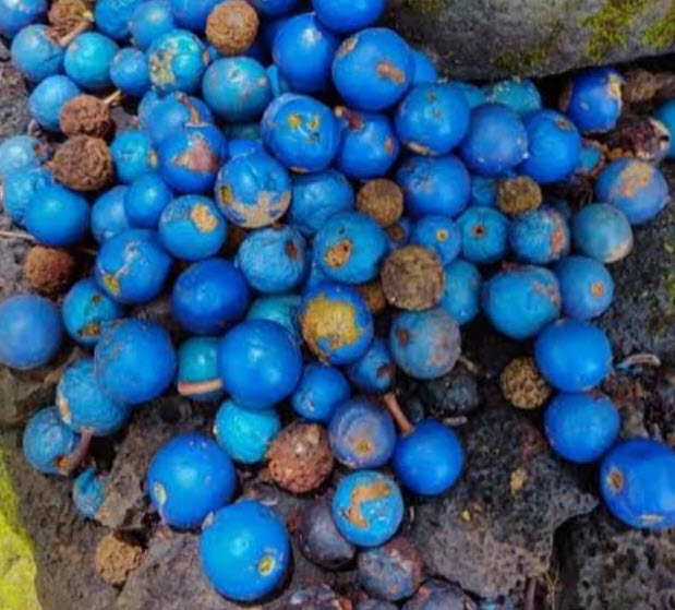 ต้นรุทรักษะ หรือ น้ำตาพระศิวะ กระถาง 8 นิ้ว สูง 20-30 ซ.ม.