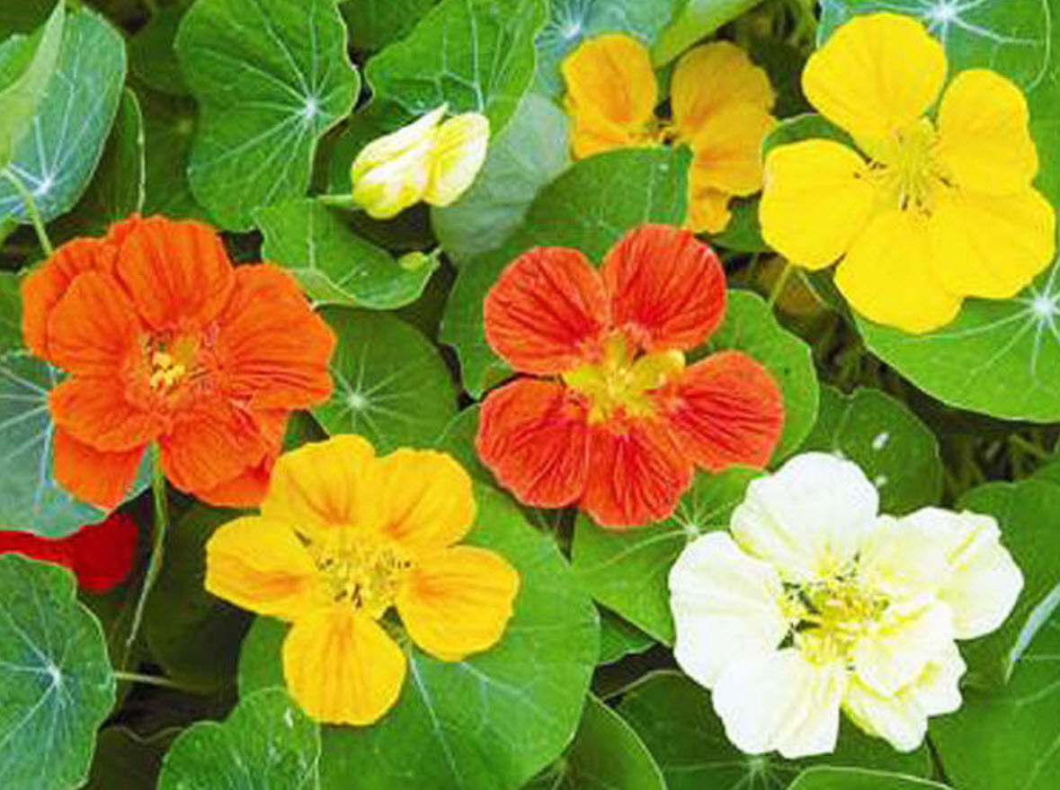 แนสเดอเตียม (Nasturtium Tom Thumb) คละสี / 10 เม็ด (UK)