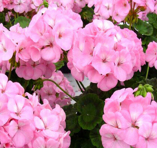 เจอราเนียม-แอปเปิ้ลบลอสซั่ม เอฟวัน (Geranium - Appleblossom F1) / 10 เม็ด (UK)