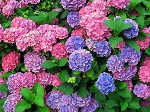 ไฮเดรนเยีย (Hydrangea) ม่วง-ชมพู / 10 เม็ด