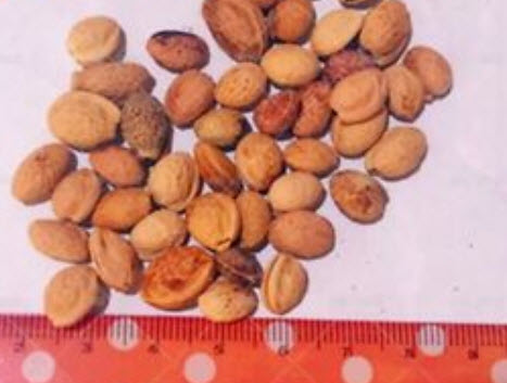 ไจแอนท์ พิ้งค์ ซากุระ (Giant Pink Sakura) / 5 เม็ด (นอก)