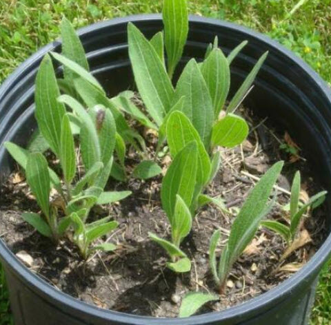 เอ็กไคนาเซีย (Echinacea Purpurea) สีม่วง / 40 เม็ด (Portugal)