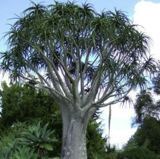 ว่านหางจระเข้ต้น (Aloe Barberae / Aloidendron) / 10 เม็ด (UK)