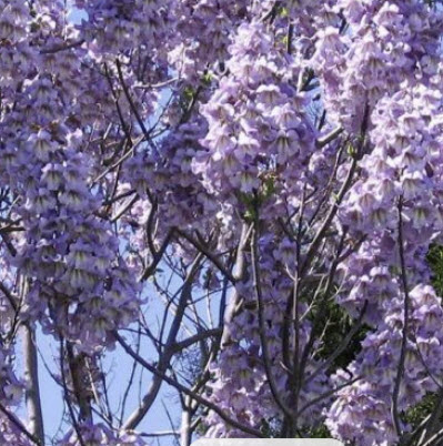 เพาโลเนีย (Paulownia Elongata) / 500 เม็ด (Portugal)*
