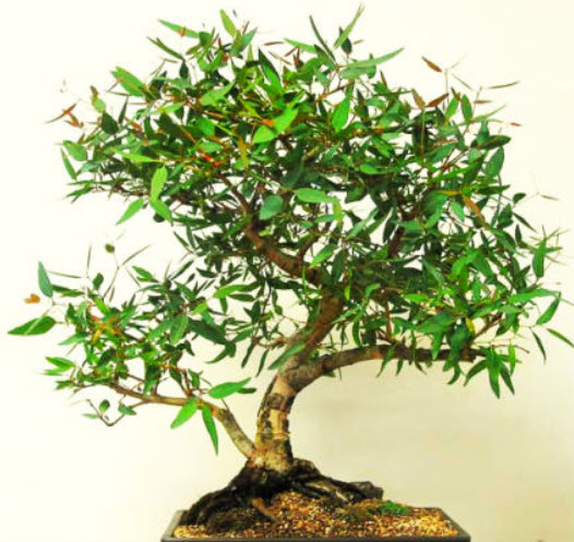 ยูคาลิปตัส เลมอน (Lemon-Scented Gum) หรือ คอรีมเบีย (Corymbia) / 50 เม็ด (UK)