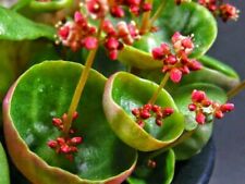 คราสซูล่า อัมเบรลล่า (Crassula Umbrella) / 100 เม็ด