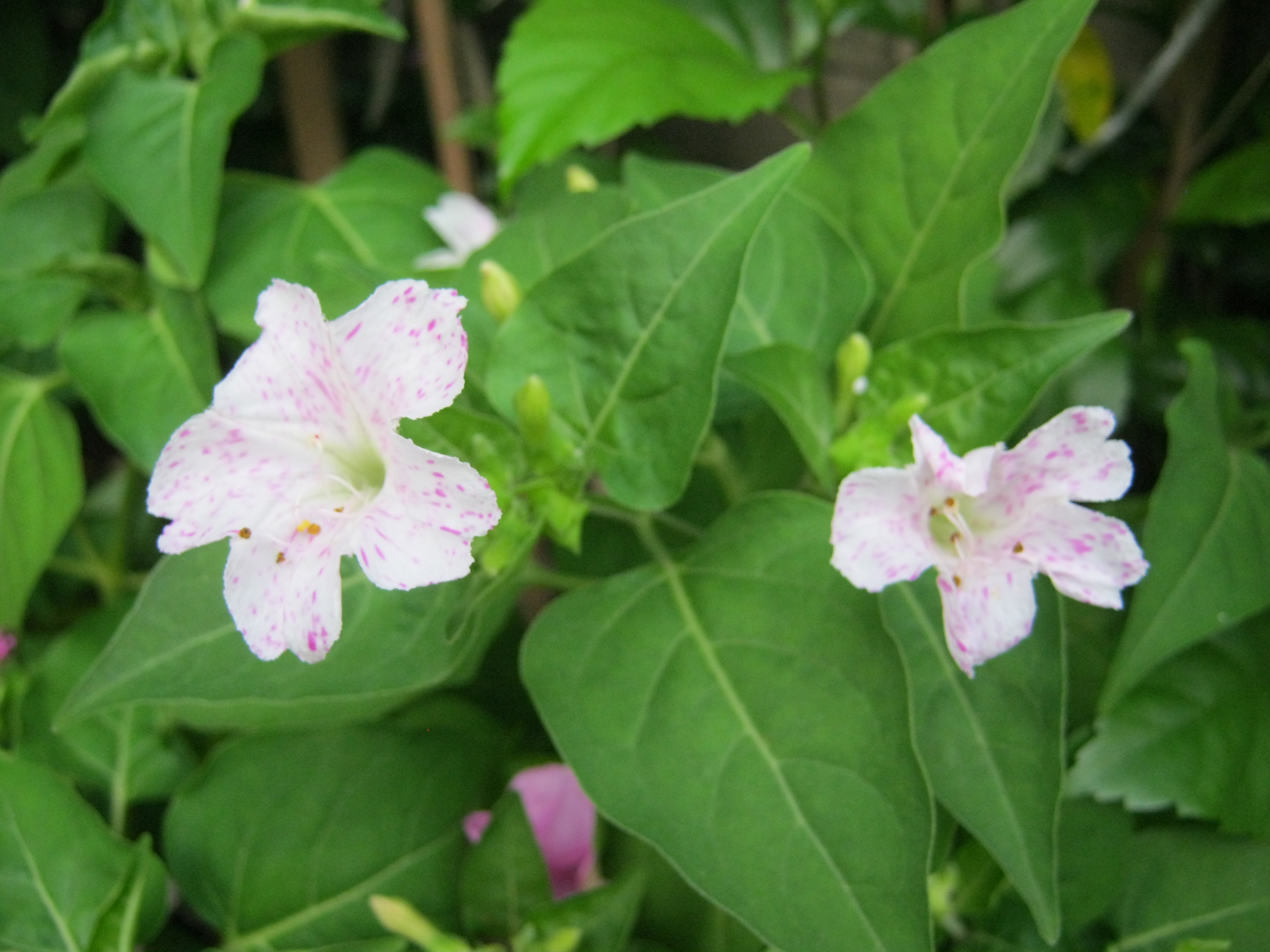 บานเย็น คละสี / 30 เม็ด (ไทย)