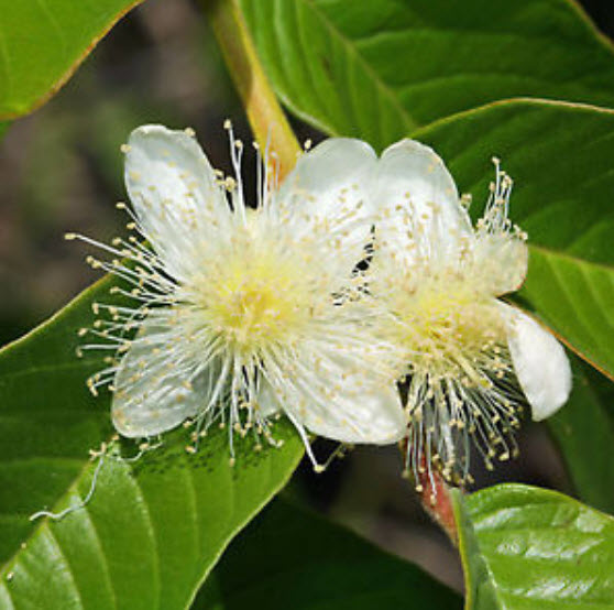 ฝรั่งเชอรี่สตรอเบอรี่ (Strawberry Cherry Guava) สีแดง / 10 เม็ด (Portugal)