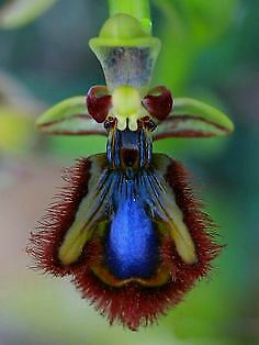กล้วยไม้ญี่ปุ่น (Japanese Orchid) แมลง / 200 เม็ด