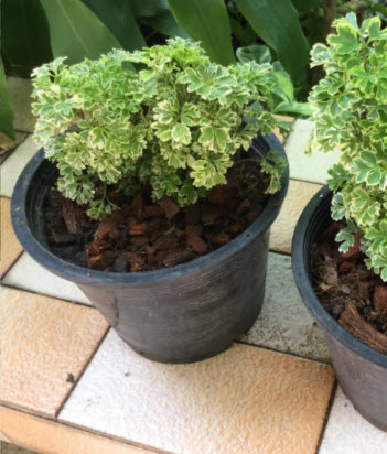 ต้นเล็บครุฑแคระ ใบด่าง กระถาง 6 นิ้ว