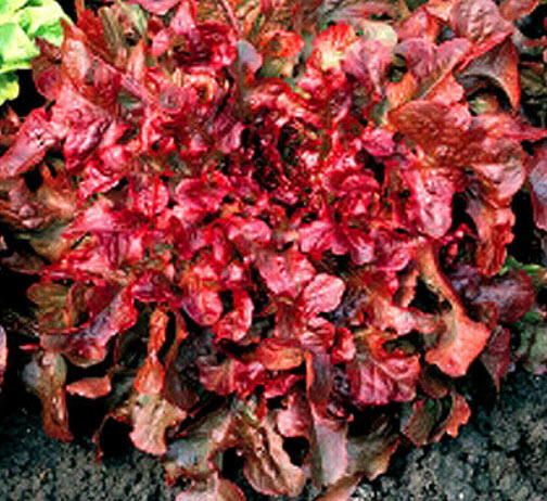 สลัดผักกาดแดง (Red Lettuce) / 1,100 เม็ด (UK)