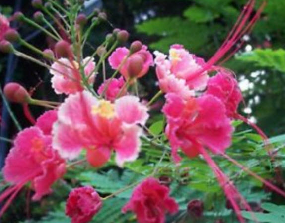 ต้นหางนกยูงไทย สีชมพู สูง 65-80 ซ.ม. กระถาง 8 นิ้ว / ต้น