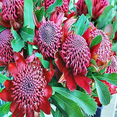 วาราท่าห์ (Waratah) / 5 เม็ด (Australia)
