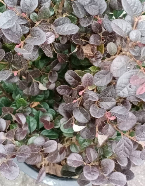 ต้นหงส์ฟู่ (Chinese Fringe Flower) กระถาง 10 นิ้ว สูง 50-60 ซ.ม. / ต้น