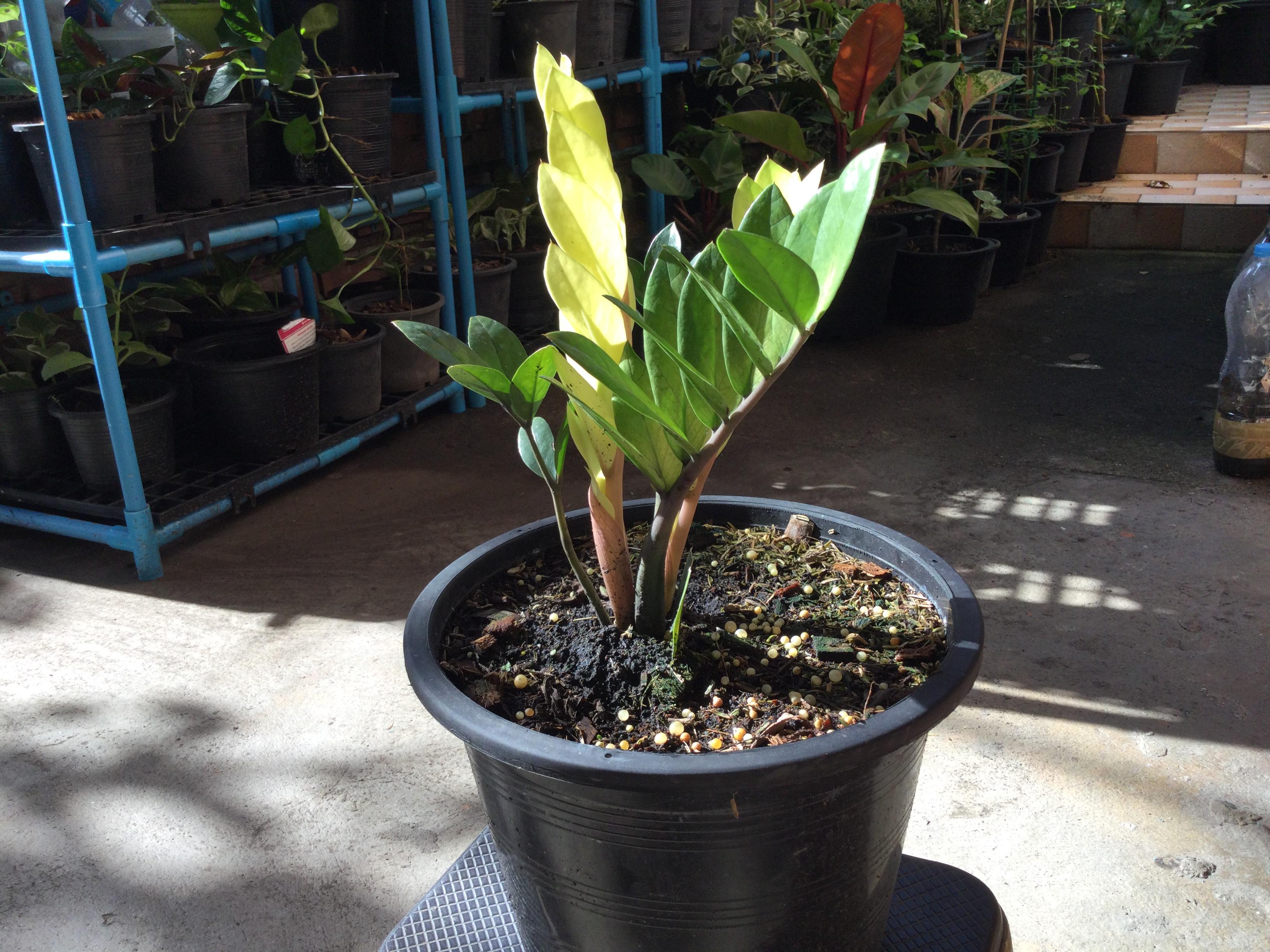 ต้นกวักมรกตด่างสีทอง กระถาง 10 นิ้ว*