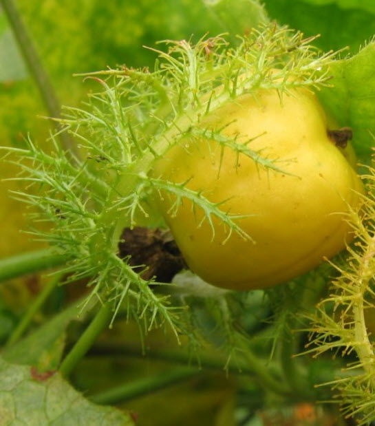 กะทกรก ตำลึงฝรั่ง หญ้ารกช้าง / 50 เม็ด