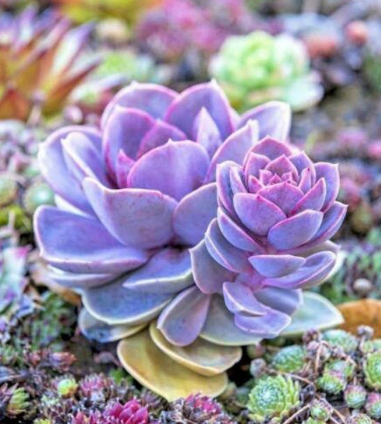 Japanese Succulents คละ / 100 เม็ด (นอก)