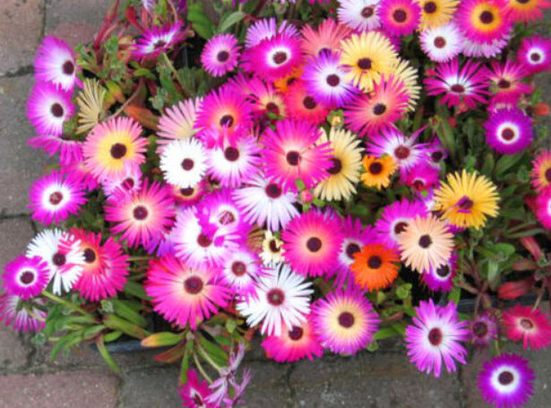 ไอซ์ แพล้นท์ (Ice Plant) คละสี / 4,000 เม็ด (UK)