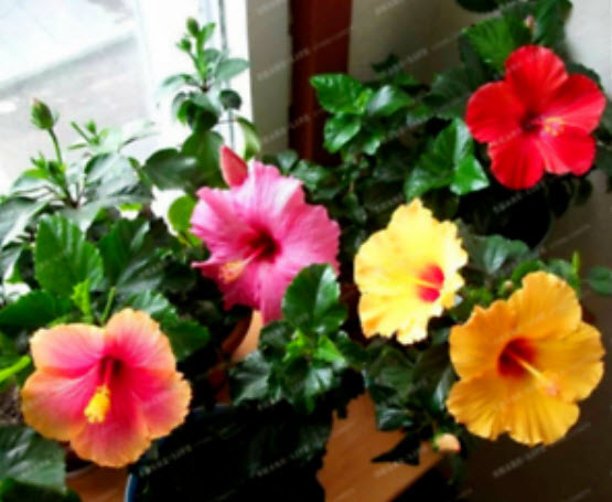 ชบาจิ๋ว (Mini Hibiscus) คละ / 10 เม็ด