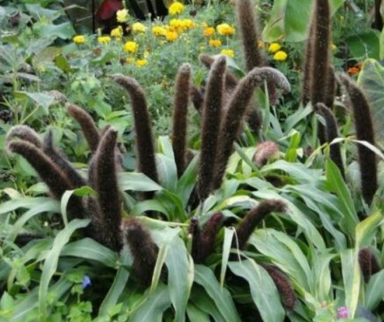 หญ้าน้ำพุ (Pennisetum glaucum) / 100 เม็ด