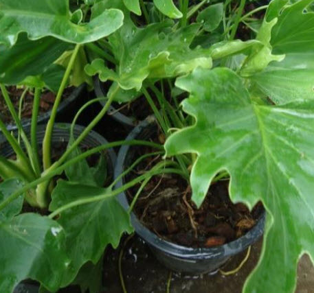 ฟิโลใบมะละกอ หรือ ฟีโล ซีลอม (Philodendron selloum) / 10 เม็ด