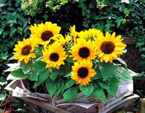 ทานตะวันแคระ ซันสป็อท (Draft Sunflower - Sunspot) / 100 เม็ด (UK)