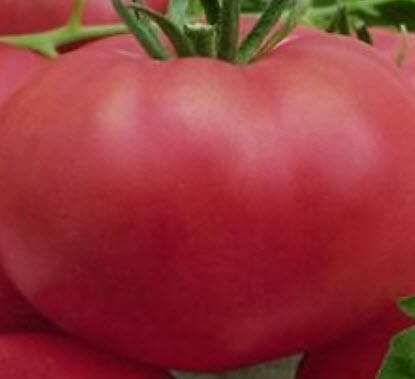 มะเขือเทศยักษ์ (Russian Tomato) / 100 เม็ด (Ukrane)