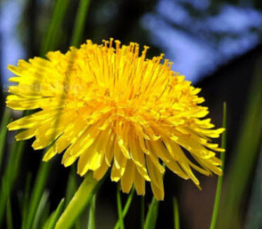 แดนดิไลออน (Dandelion / Taraxacum officinale) / 2,000 เม็ด (UK)*