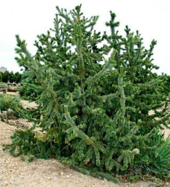 สนร็อคกี้เม้าเท่น (Rocky Mountain Bristlecone Pine) / 10 เม็ด (UK)