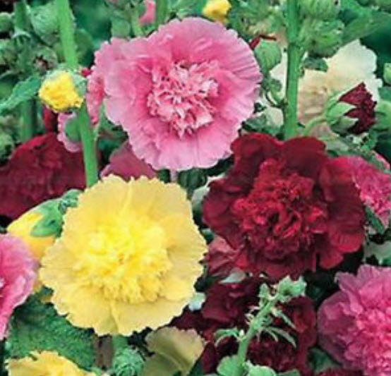 ฮอลลี่ฮ็อค (Hollyhock) คละสี / 100 เม็ด (ขายดี)