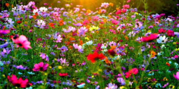 ดอกไม้ป่า (wildflowers) คละ / น้ำหนัก 1 กรัม (UK)