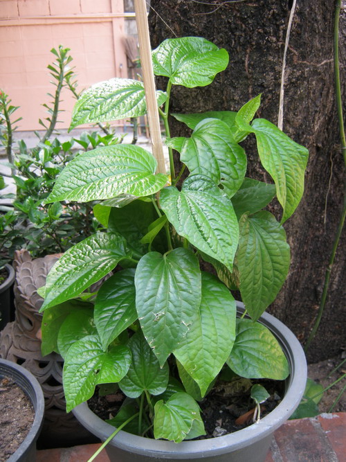 ต้นชะพลู กระถาง 6 นิ้ว (M)