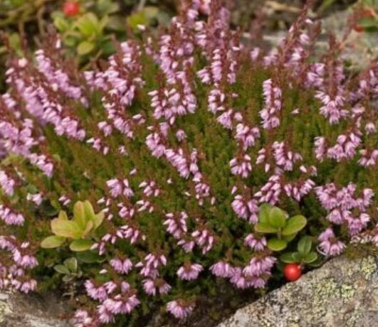 สนคัลลูน่า / เฮเธอร์ (Calluna vulgaris / Heather) สีม่วง / 400 เม็ด (Spain) *