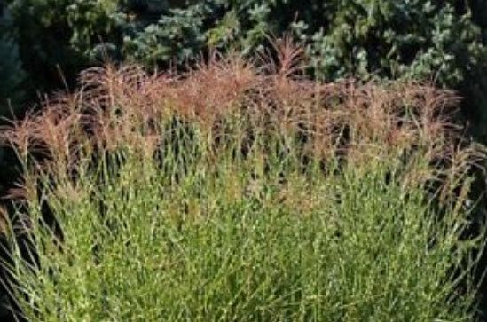 หญ้ามิสแคนทัสซูซูกิ (Miscanthus Sinesis / Suzuki grass) / 25 เม็ด (Poland)