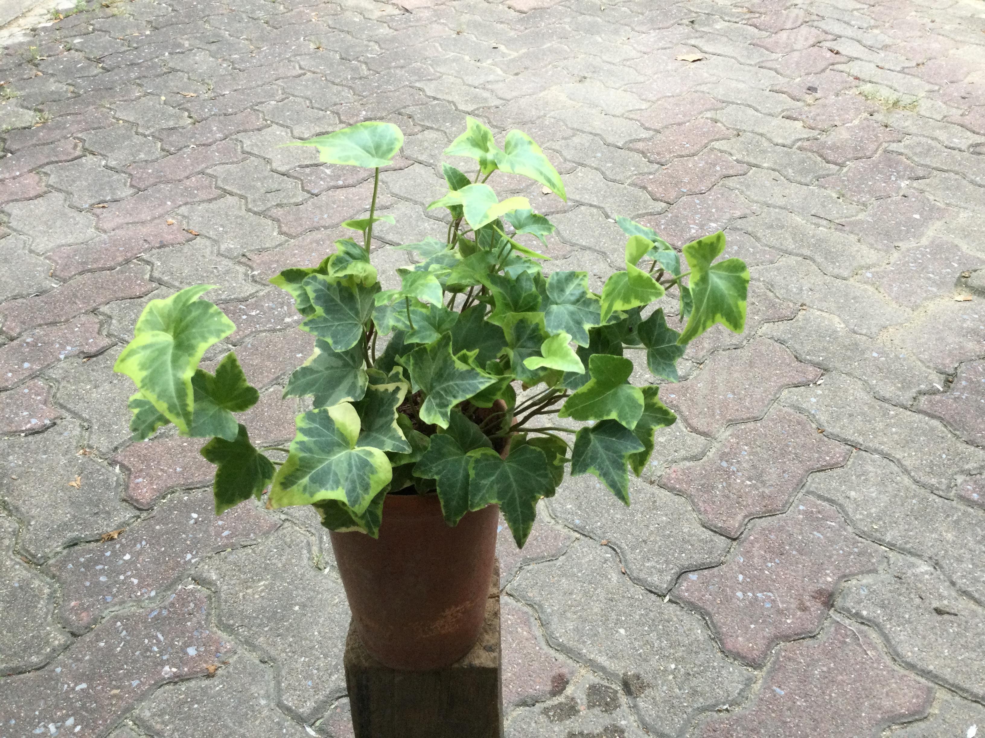 ต้นไอวี่ ใบด่างขาว กระถาง 4 นิ้วทรงสูง / ต้น