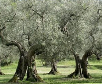 มะกอกโอลีฟ (Olive / Olea europaea) / 10 เม็ด (Spain) *