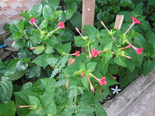 บานเย็น สีโอโรส / 10 เม็ด (หายาก)