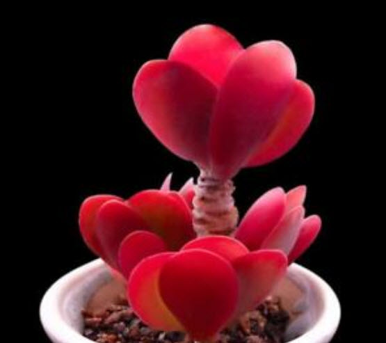 เมล็ดกุหลาบหิน (Kalanchoe) สีแดง "Setting Sun" / 100 เม็ด (นอก)