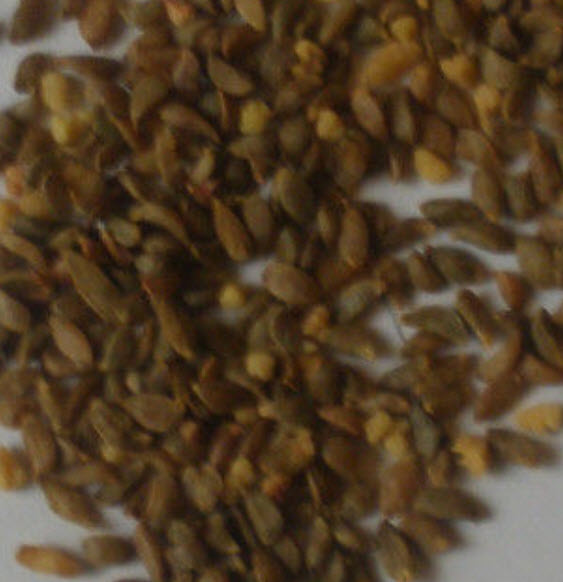 สตรอว์เบอร์รีต้น (Strawberry tree) / 10 เม็ด (UK)